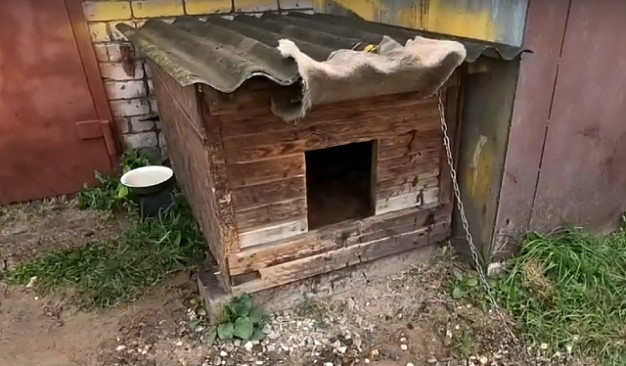 В Иванове убитую в гаражном кооперативе собаку оценили в 99 рублей